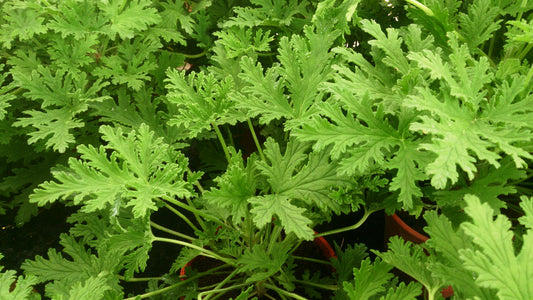 Mosquito Repellent Plants to Keep Mosquitoes at Bay