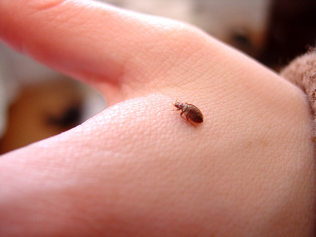 Understanding Khatmal (Bedbugs)