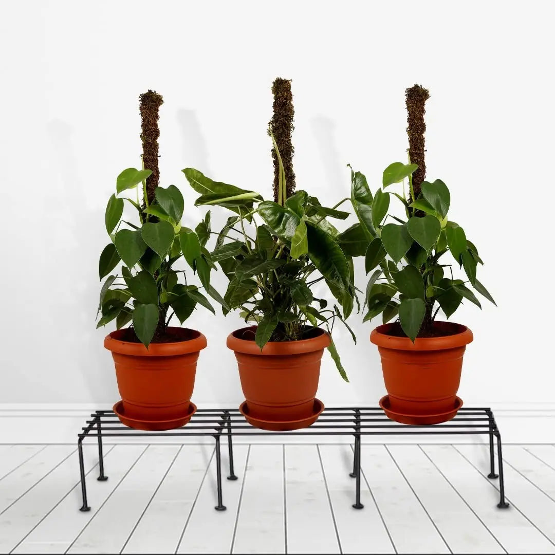 Black Rectangular Plant Stand/Pot Stand - 24 inches | Outdoor Plant Stand | (Set of 1)