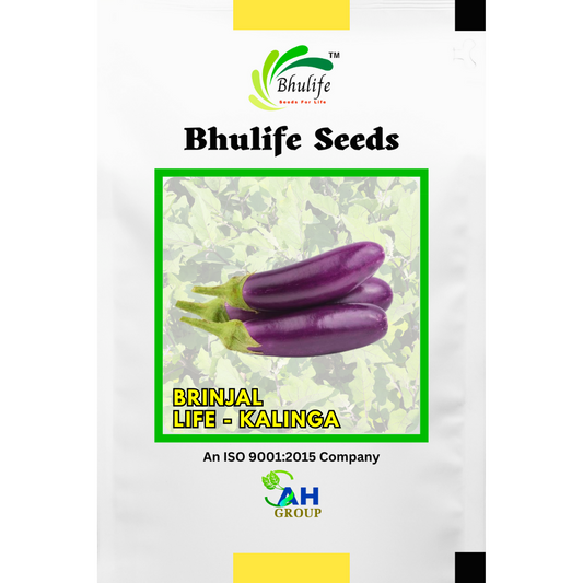 bhulife-brinjal-seeds-kalinga