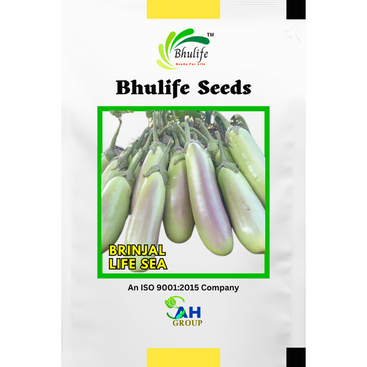 bhulife-brinjal-seeds-life-sea