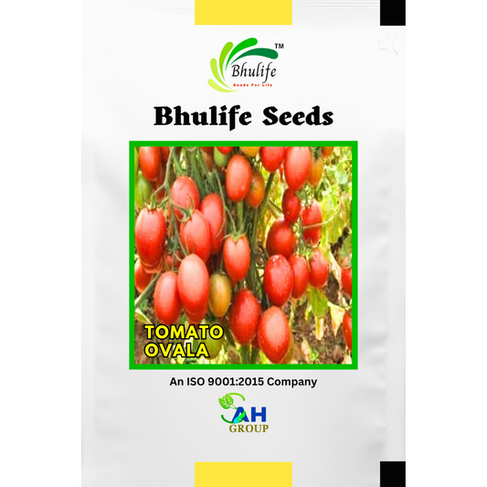 bhulife-tomato-seeds-life-ovala