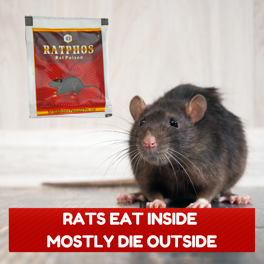 Poweful Zinc Phospide Rat Killer Powder  | for Home Office Godowns 10GMX2